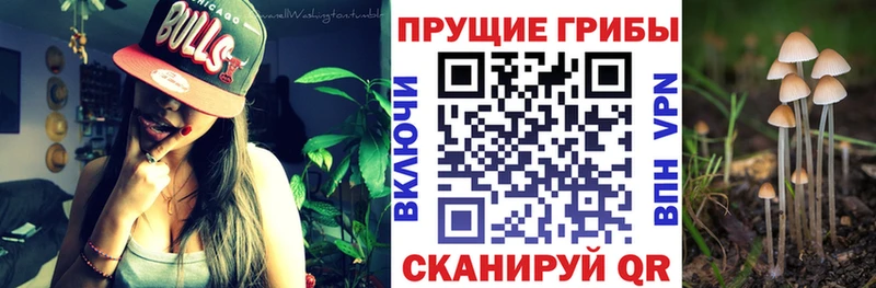 Псилоцибиновые грибы Psilocybe  цена наркотик  Павловск 